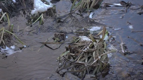 Stream in autumn forest. Stock Footage 98304783