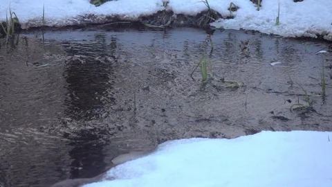Stream in autumn forest. Stock Footage 98416498