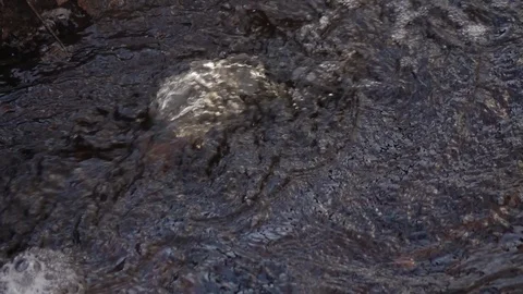 Stream in autumn forest. Stock-Footage 98427698