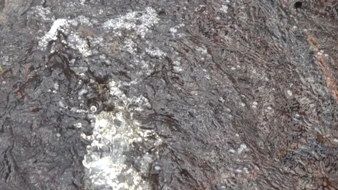 Stream in autumn forest. Stock Footage 98500133