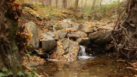 Stream in the autumn forest Video stock 110806748