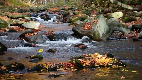 Stream in the autumn forest Stock Footage 123667185