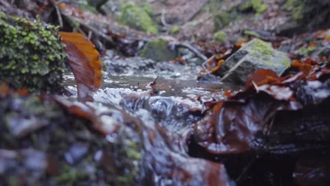 A stream in the autumn forest. Macro shooting. The camera moves along the stream Stockbeeldmateriaal 229696738