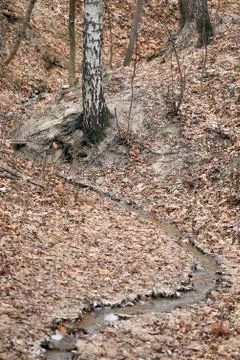 Stream in the autumn forest Stock Photos