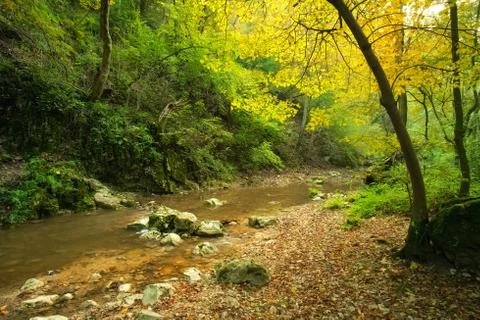 Stream in autumn forest Foto stock