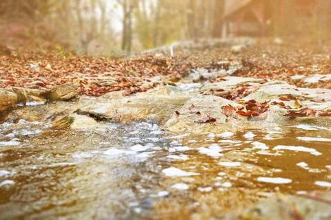 Stream in autumn forest Stock Photos