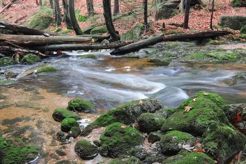 Stream in the autumn forest Stock Photos
