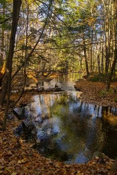 A stream in autumn. Stock Photos