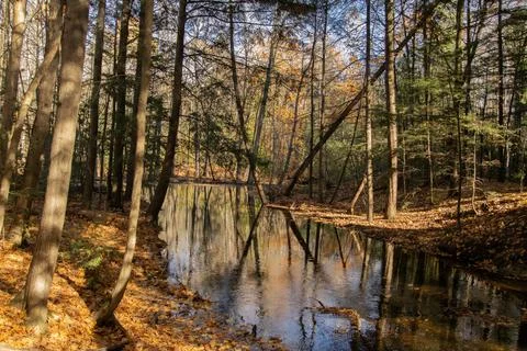A stream in autumn. Stock Photos