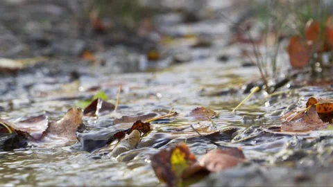 Stream in autumn on surface of which lies fallen leaves. Close-up. Stock Footage 253810966