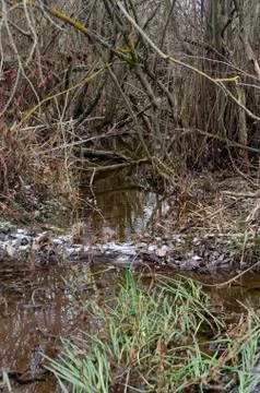 Stream in the autumn woods Stock Photos
