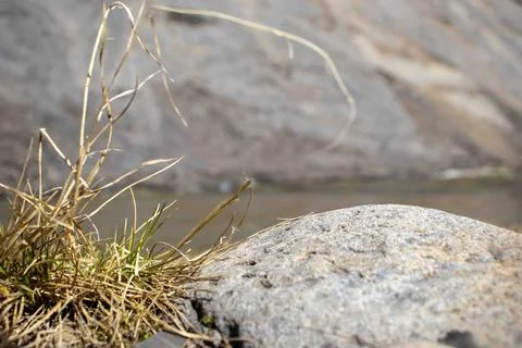 A Stream in the background with bush in front. Foto stock