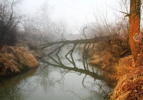 Stream with bare twisted branches in Beaver country, Lesser Poland near Krakow Stock Photos