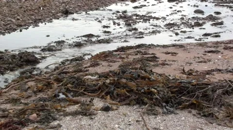 Stream on a beach Stock Footage 44443392
