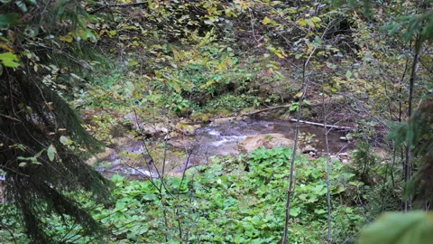 Stream, beautiful nature, mountain, clear mountain water, Carpathians. Video stock 139870646