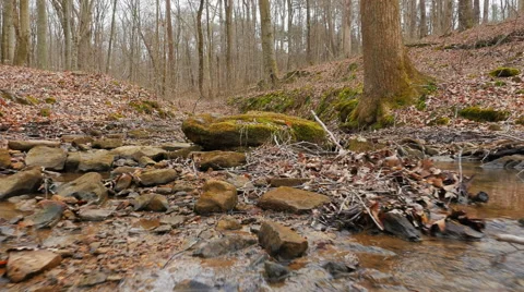 Stream Bed in Barren Empty Forest on Overcast Day Stock-Footage 61719617