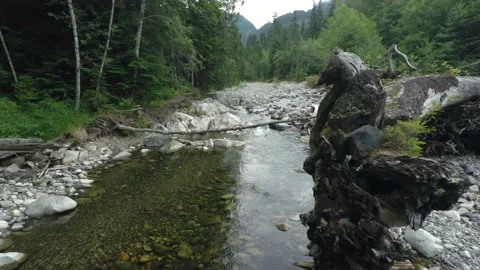 A stream bed in a forest Stock Footage 154928007