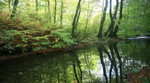 Stream in a beech forest Stock Footage 12752733