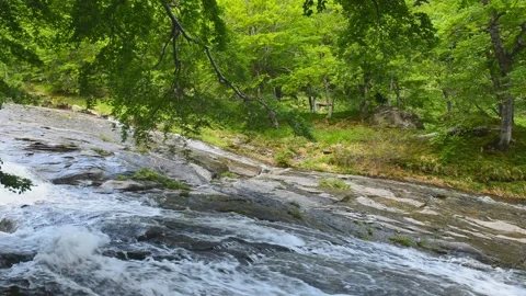 Stream in the beech forest 库存影片 135314417