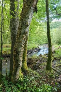 Stream in the beech forest Stock Photos