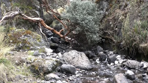 Stream behind Trees in Cajas Stock Footage 77471382