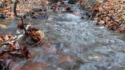 Stream Between Autumn Leaves 動画素材 5903373