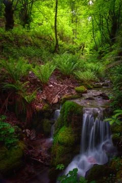 Stream between ferns in a forest Stock Photos