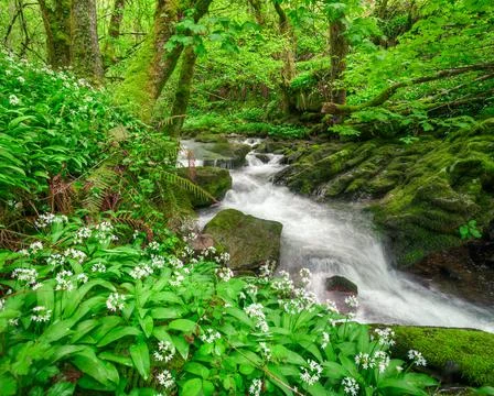 Stream between limestone rock and flowered wild garlic Stock Photos