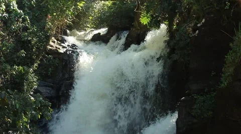 Stream between tress Video stock 68116700