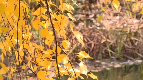 A stream in the birch forest in autumn Video stock 221818477