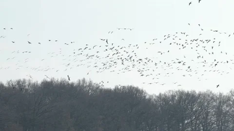 Stream of birds flying in the sky Stock Footage 149594478