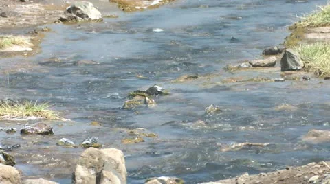 Stream - brook ripples Vídeos de archivo 22226400