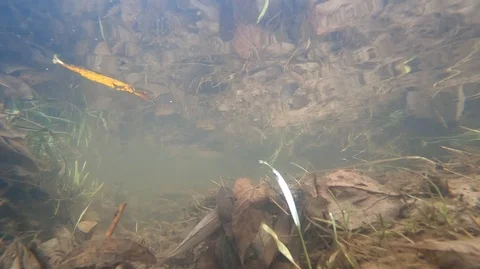 In the stream of the brook, a yellow leaf floats between the plants at the bo Stock Footage 122990442