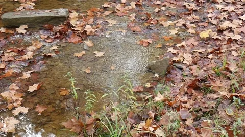Stream with brown leaves floating on it Vídeo Stock 141764987