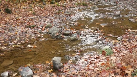 Stream with brown leaves floating on it Vídeo Stock 141765246