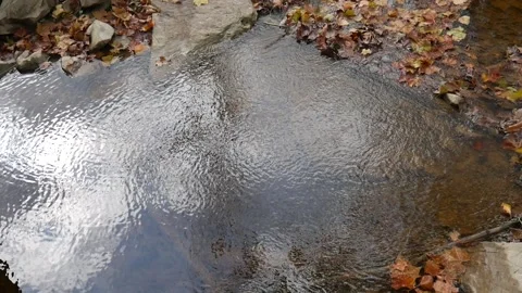 Stream with brown leaves floating on it Vídeo Stock 141765291