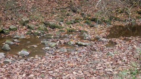 Stream with brown leaves floating on it Vídeo Stock 141765320