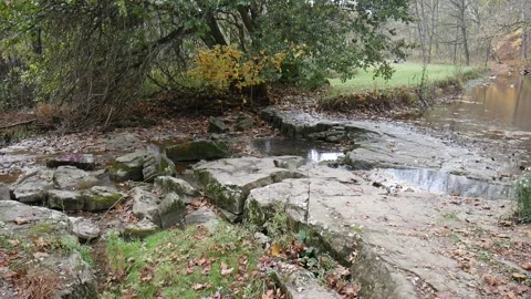 Stream with brown leaves floating on it Stock-Footage 141765322