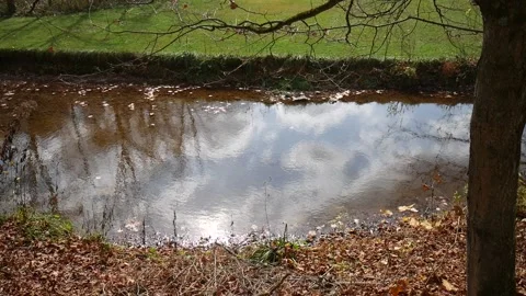 Stream with brown leaves floating on it 스톡 동영상 141765344