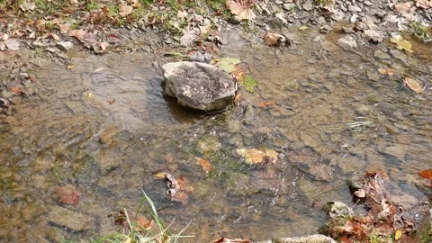 Stream with brown leaves floating on it and a rock in the middle Vídeo Stock 141765405