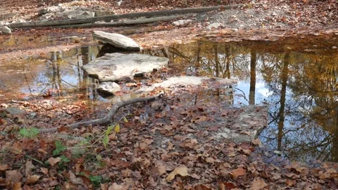 Stream with brown leaves floating on it Stock-Footage 141765592
