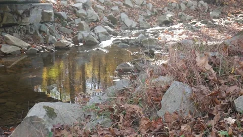 Stream with brown leaves floating on it Vídeo Stock 141765622