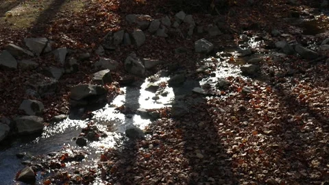 Stream with brown leaves floating on it 스톡 동영상 141765654