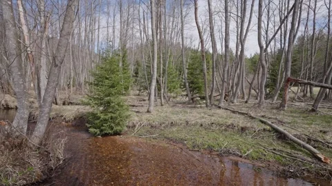 A stream of brown water flows through a forest Stock Footage 298054735