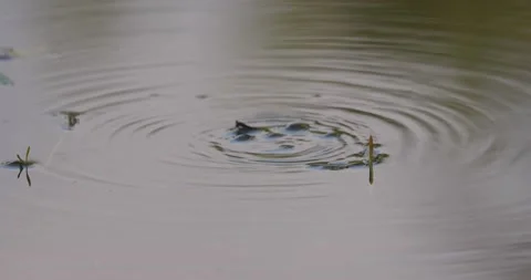 Stream of bubbles floating to the surface of a pond Stock Footage 159706528