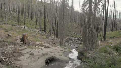 Stream in burned forest Stock Footage 165301846