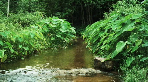 Stream with butterflies 스톡 동영상 507338