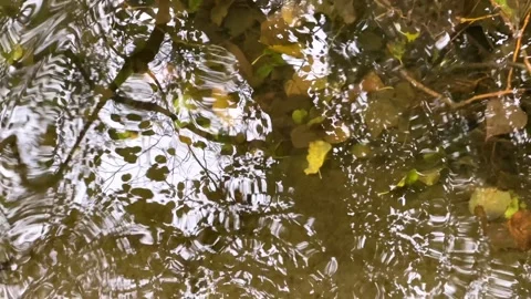 Stream in a city park. Reflection of trees in water. Fallen leaves. Foggy autumn Stock Footage 255612322