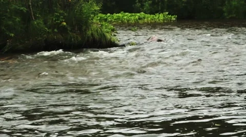 Stream of clean water Stock Footage 44723319