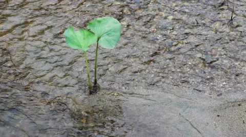 Stream of clean water Stock Footage 44723400